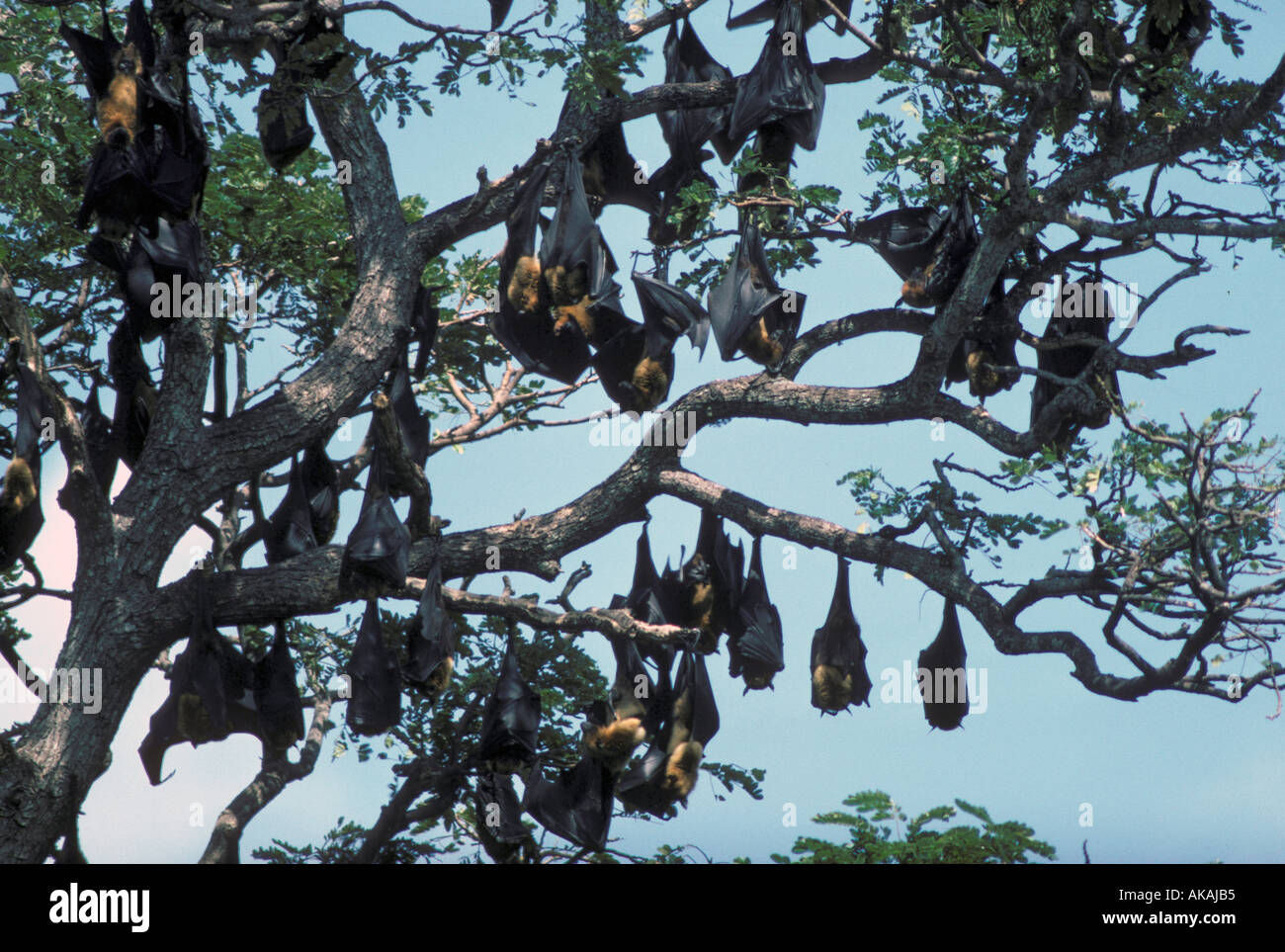 Wallpaper #2mdTDJMBSpphPi3-nt1P123 Indian Flying Fox Bats Pteropus Giganteus Group Hanging in Tree