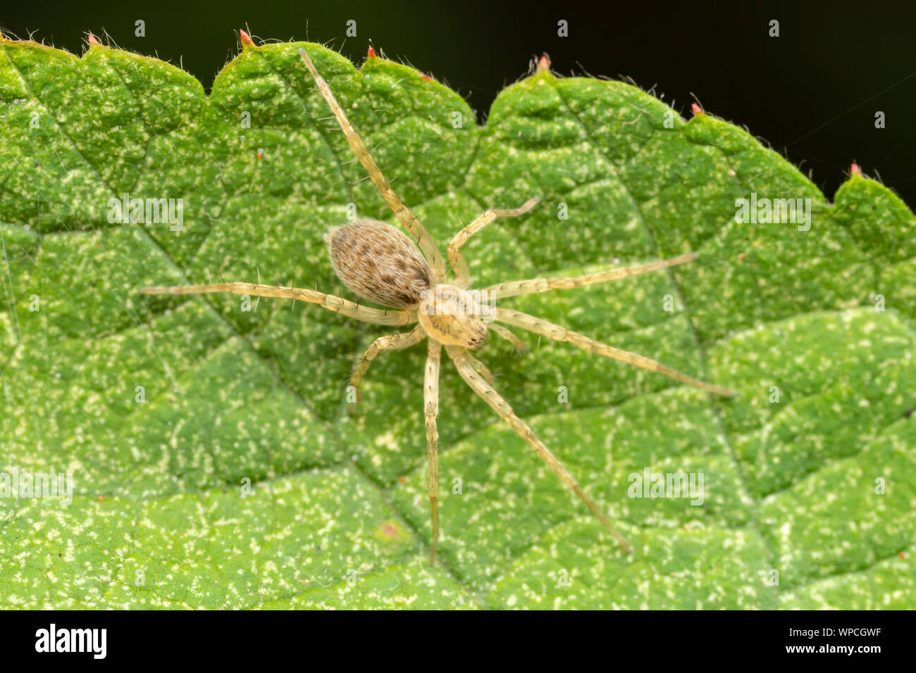 Wallpaper #g_RLOZMBKFX8bn3rLHYG325 A Ghost Spider Anyphaenidae Waits for Prey on a Leaf Stock Photo Alamy