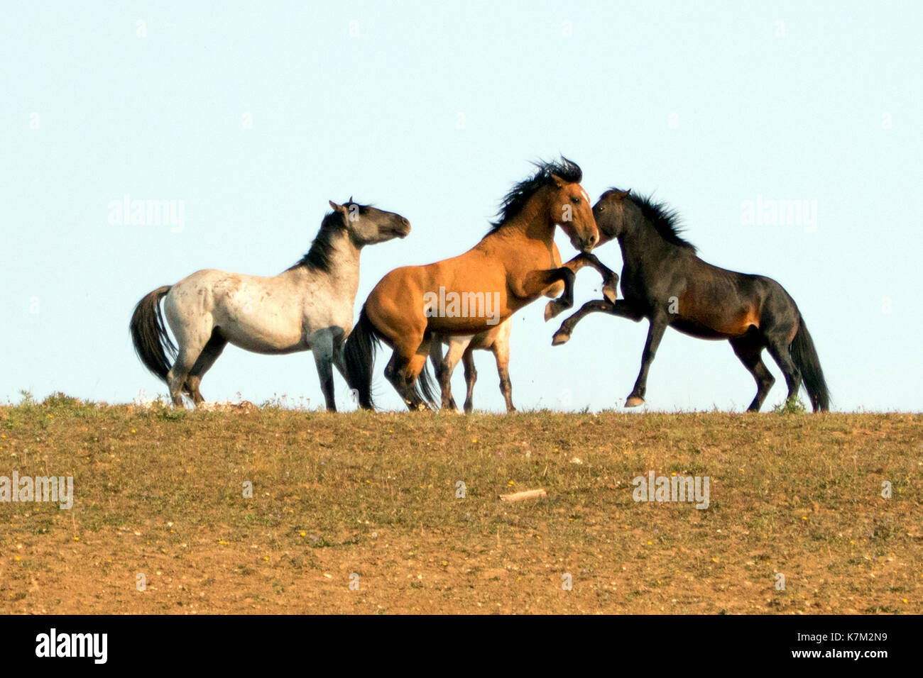 Wallpaper #eXS5wI4B_8f4nGFabW2213 Wild Horses Mustangs Fighting in the Pryor Mountains Wild Horse Stock