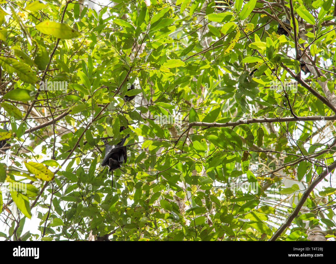 Wallpaper #2mdTDJMBSpphPi3-nt1P152 Bat Hanging in Tropical Tree in the Monsoon Forest at Litchfield