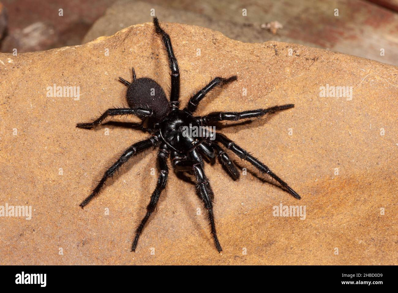 Wallpaper #82dGAZMBSpphPi3-KqlJ77 Dangerously Venomous Male Sydney Funnel Web Spider Stock Photo Alamy