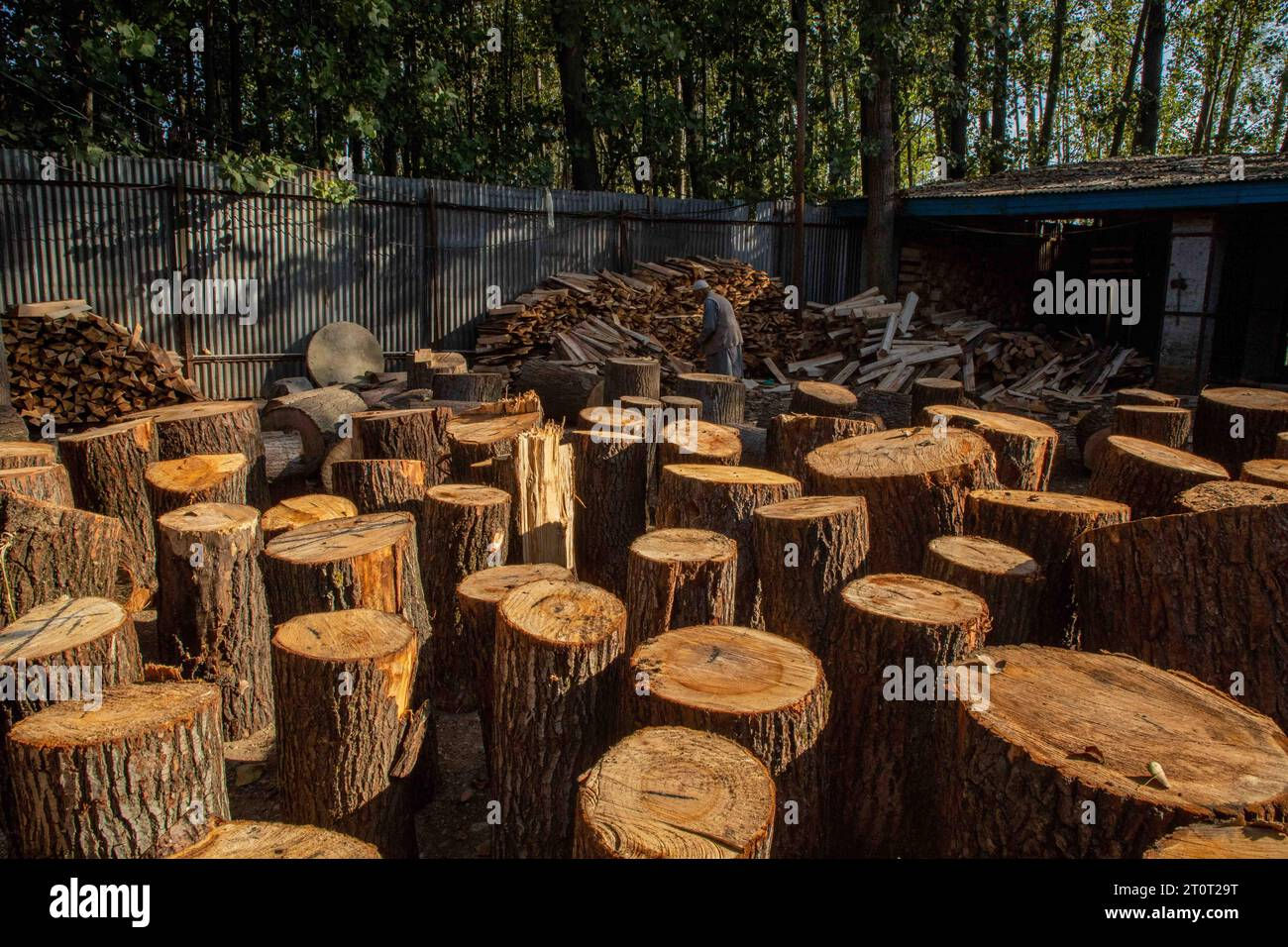 Wallpaper #uGcKC5MBSpphPi3-5NdM399 Kashmir India 2nd Oct 2023 a Worker Seen Amid Cross Cut Willow and