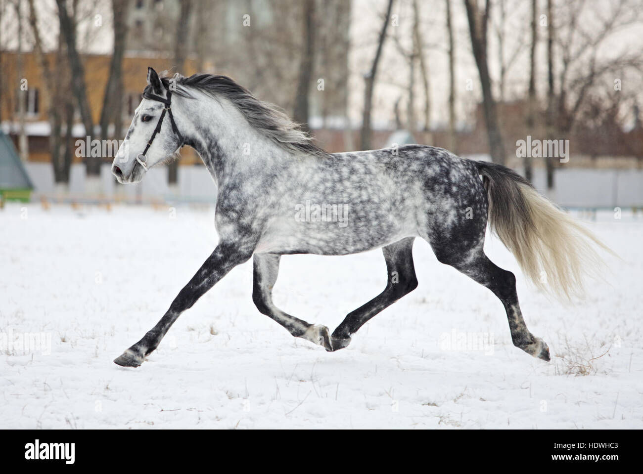 Wallpaper #-x2ULJMBlOZrFDOkz8qk209 Arabian Horse Stallions at Stud Wallpaper Wallpapers Gallery
