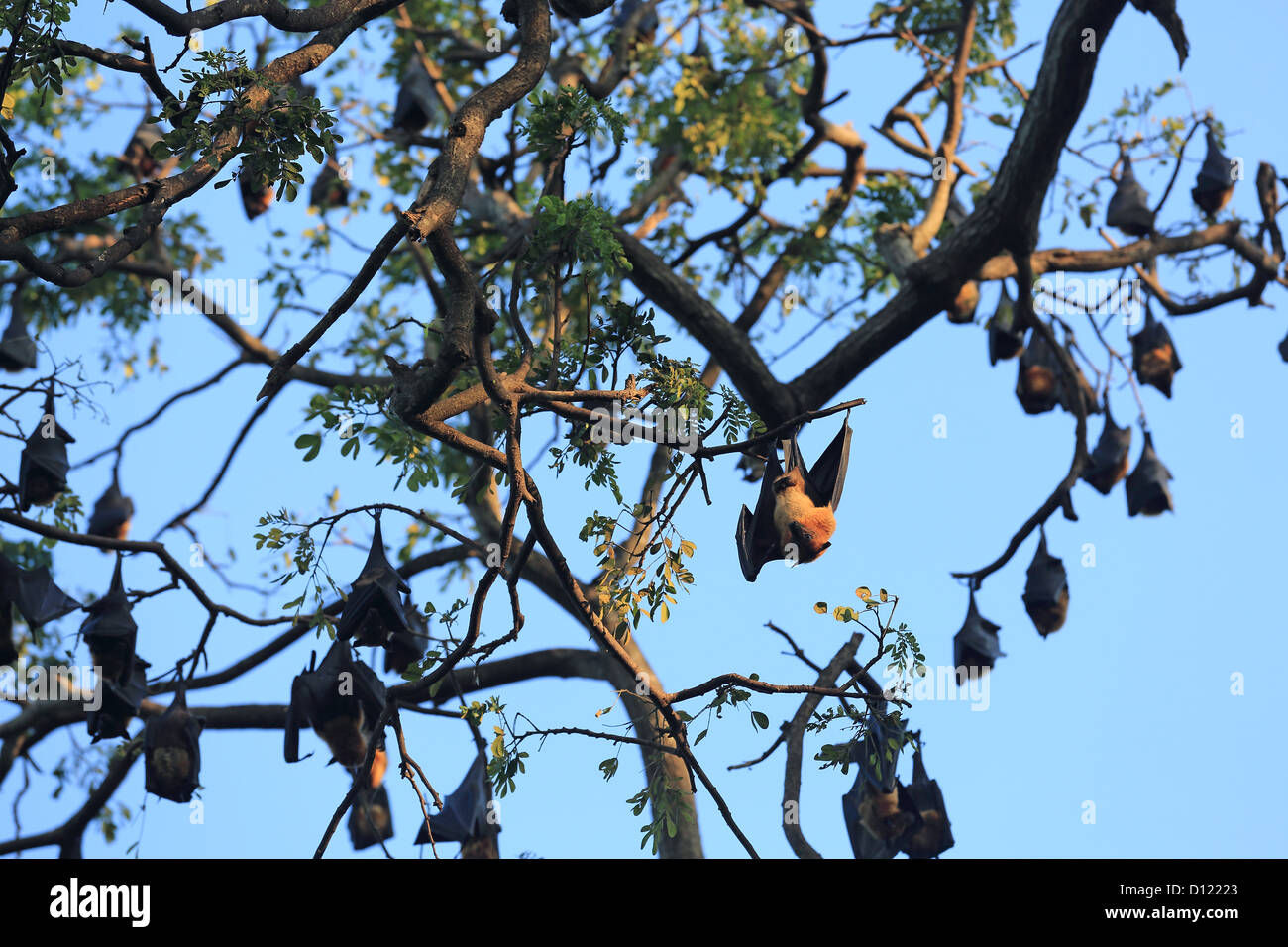 Wallpaper #2mdTDJMBSpphPi3-nt1P86 Fruit Bat Hanging in Tree Hi Res Stock Photography and Images Alamy