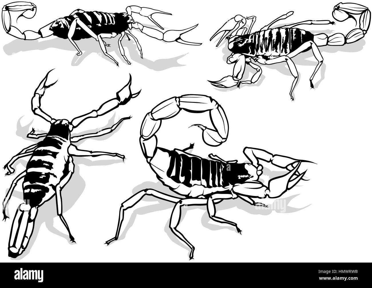 Wallpaper #YPQzOZMBKFX8bn3rnnbQ178 Hairy Scorpion Stock Vector Images Alamy