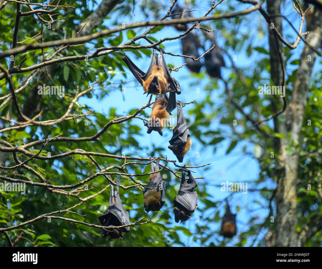 Wallpaper #2mdTDJMBSpphPi3-nt1P29 Bats Hanging from Trees at the Bat Park Agartala Tripura India Stock