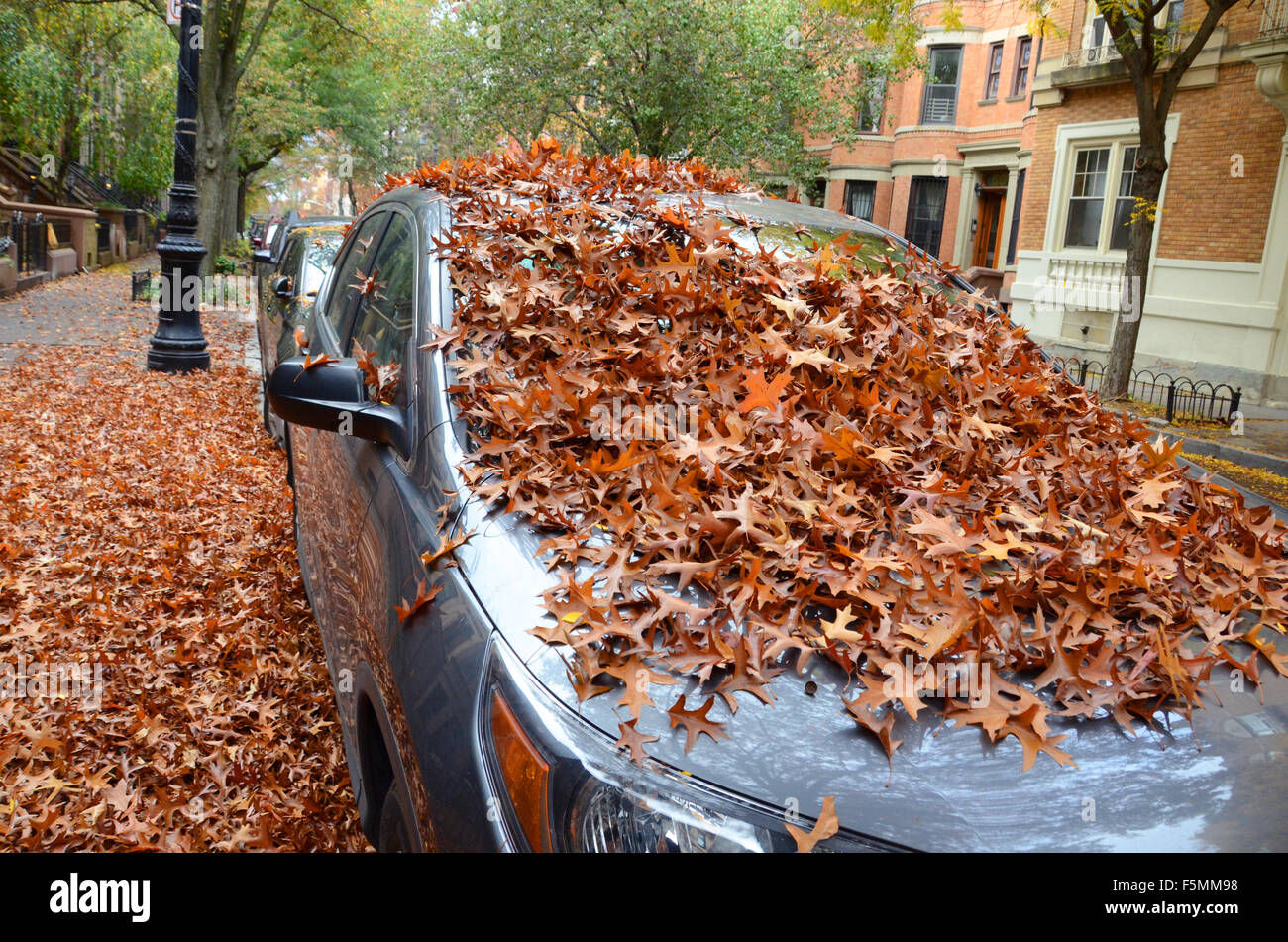 Wallpaper #rWgUHJMBSpphPi3-8SFd172 Fall Autumn Leaves in Park Slope Brooklyn Street on Cars Brown Leaf