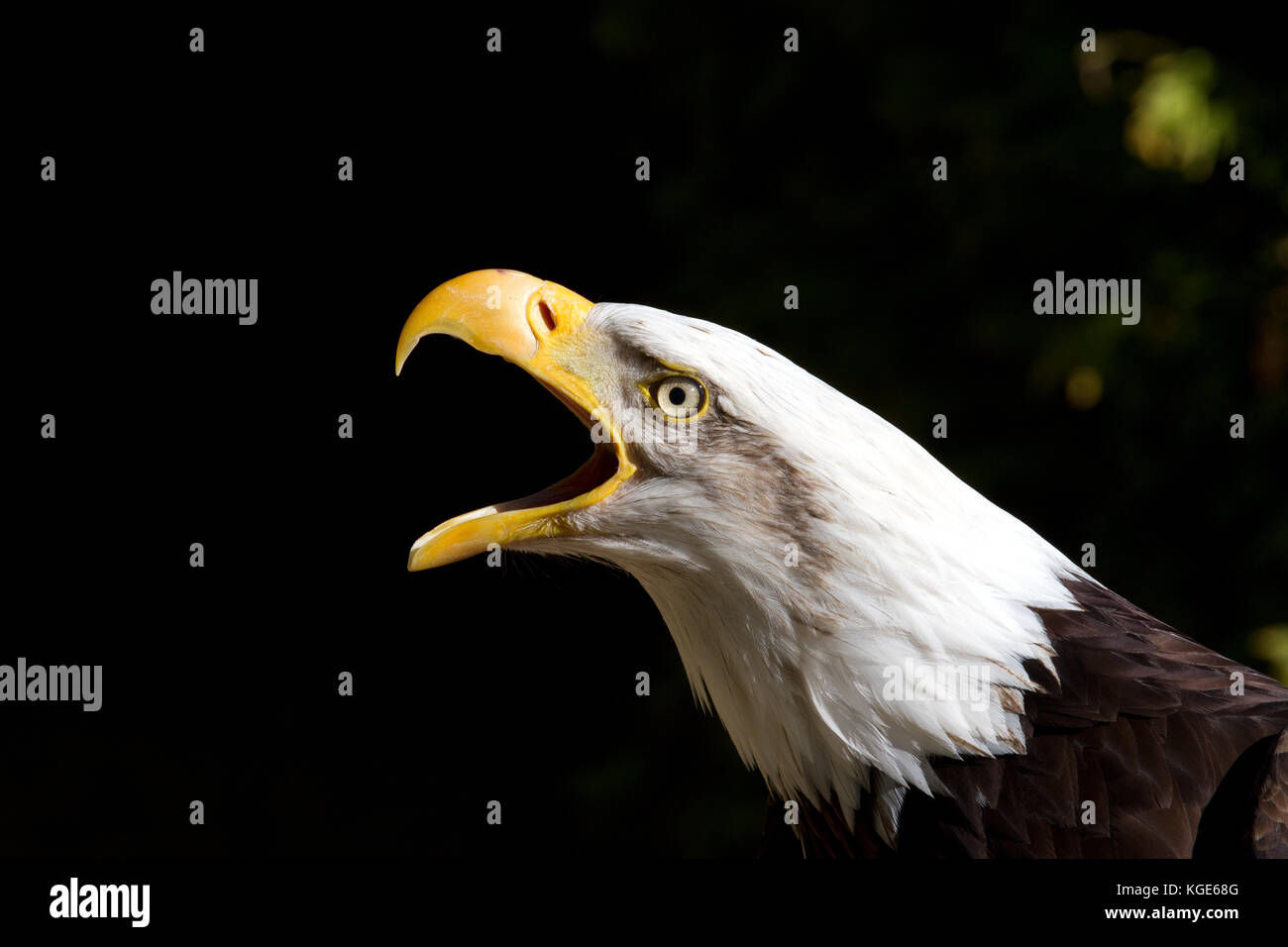 Wallpaper #6ef95 11209 Gier Eagle Images Stock Photos Vectors Shutterstock