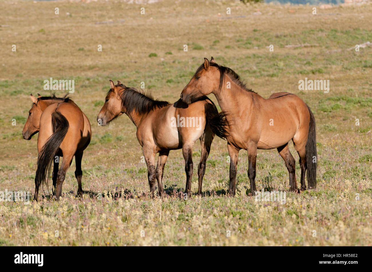 Wallpaper #6hplT5MB1yWOL4qgt37b81 Wild Horses Mustangs in the Pryor Mountains Wild Horse Range in