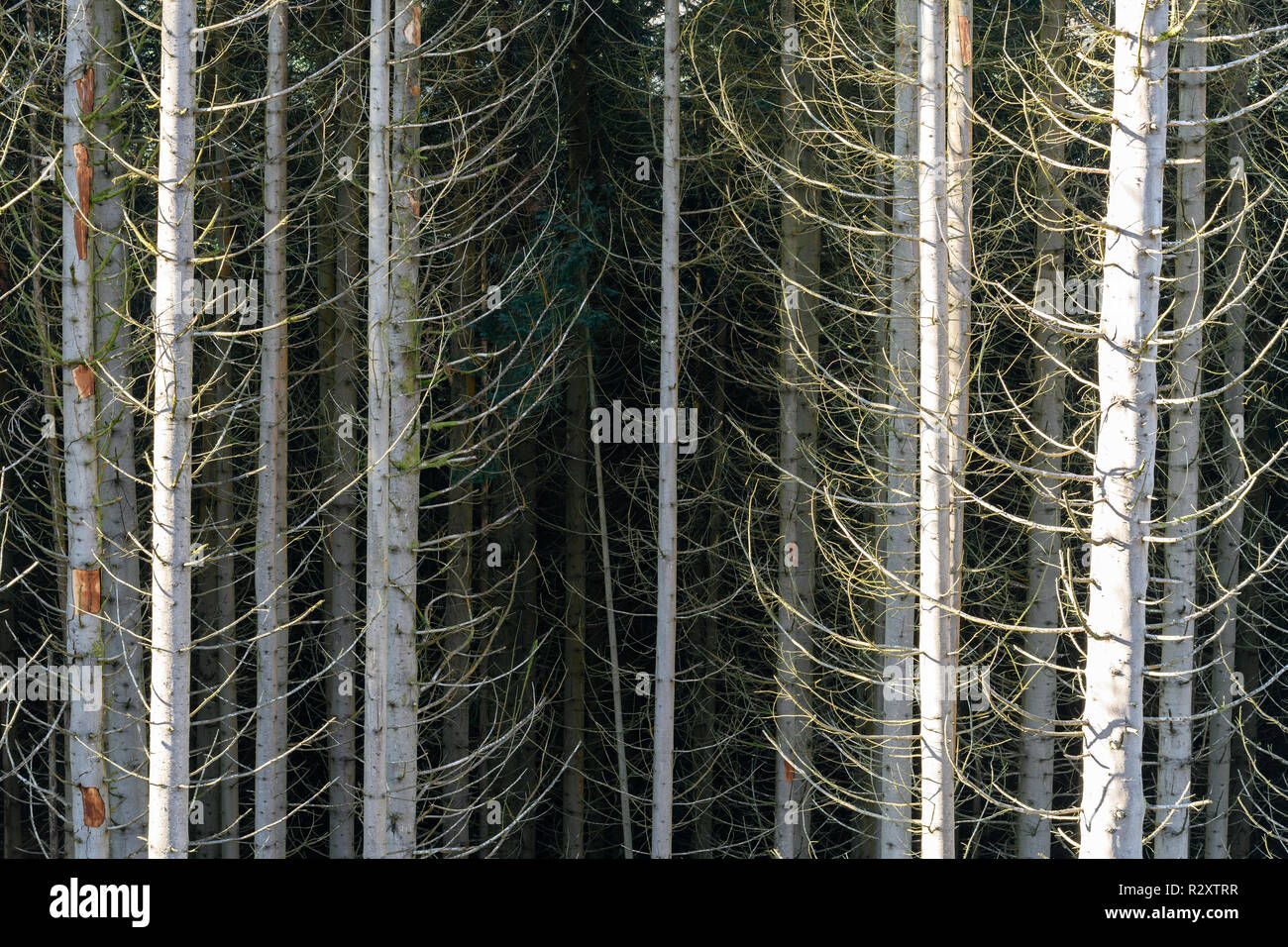 Wallpaper #BGdQC5MBSpphPi3-qtkV275 Pine Forest Abstract Stock Photo Alamy