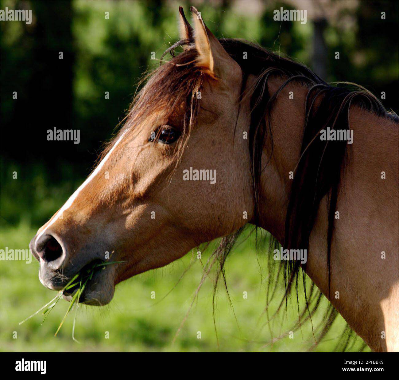 Wallpaper #C2eD8pIBSpphPi3-XnEU89 One of Randy Billingers Four Kiger Mustangs Grazes May 18 2002 Near