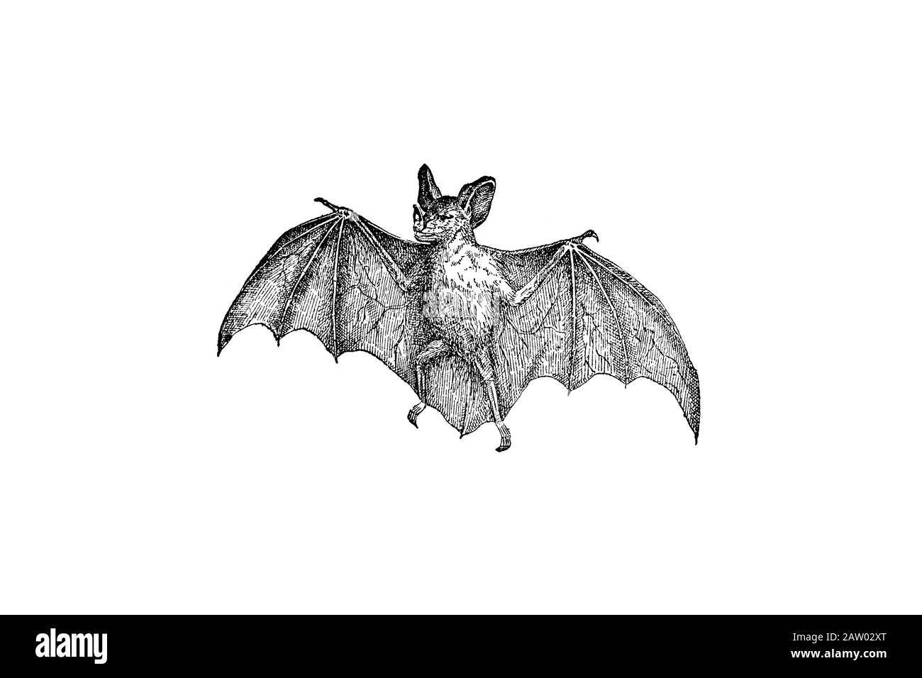 Wallpaper #r3KDMpMBX2lk1u3ogFrF57 Vampire Bat Vintage Engraved Illustration 1889 Stock Photo Alamy