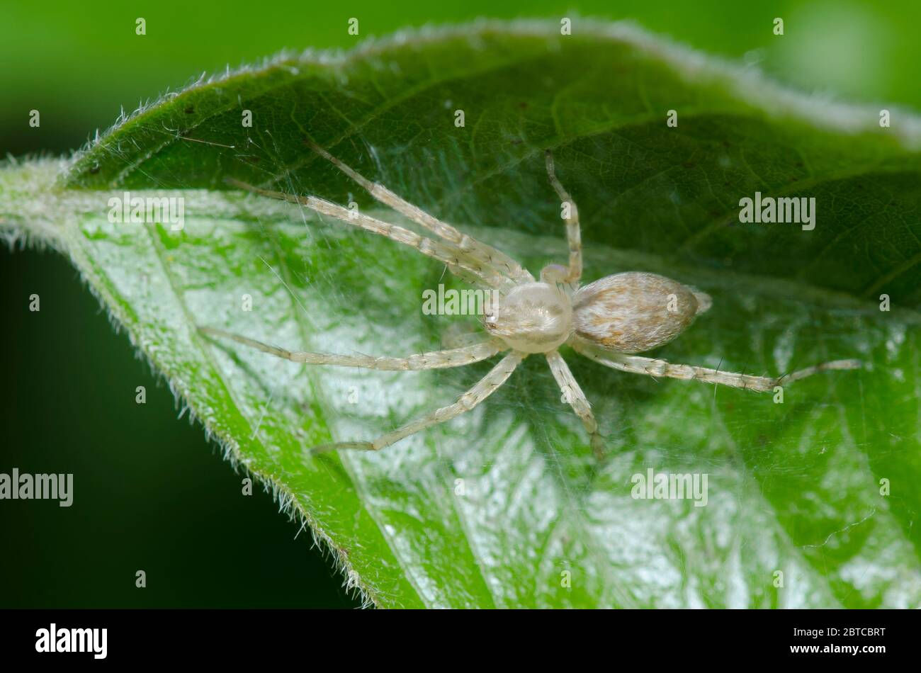 Wallpaper #JPSqOZMBKFX8bn3r5ncf352 Ghost Spider Family Anyphaenidae Stock Photo Alamy