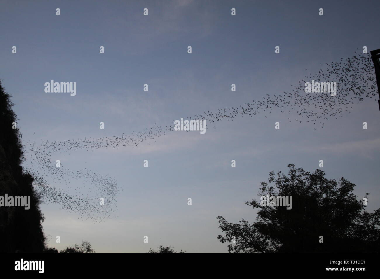 Wallpaper #shnGHY8BtGB6xQ78GHfJ45 Bats Flying Out Cave Hi Res Stock Photography and Images Alamy