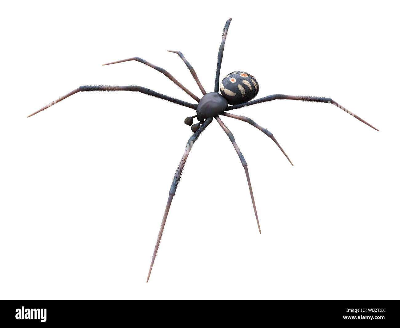 Wallpaper #5vQUOpMBKFX8bn3rPHdj172 The Black Widow Spider Hi Res Stock Photography and Images Alamy