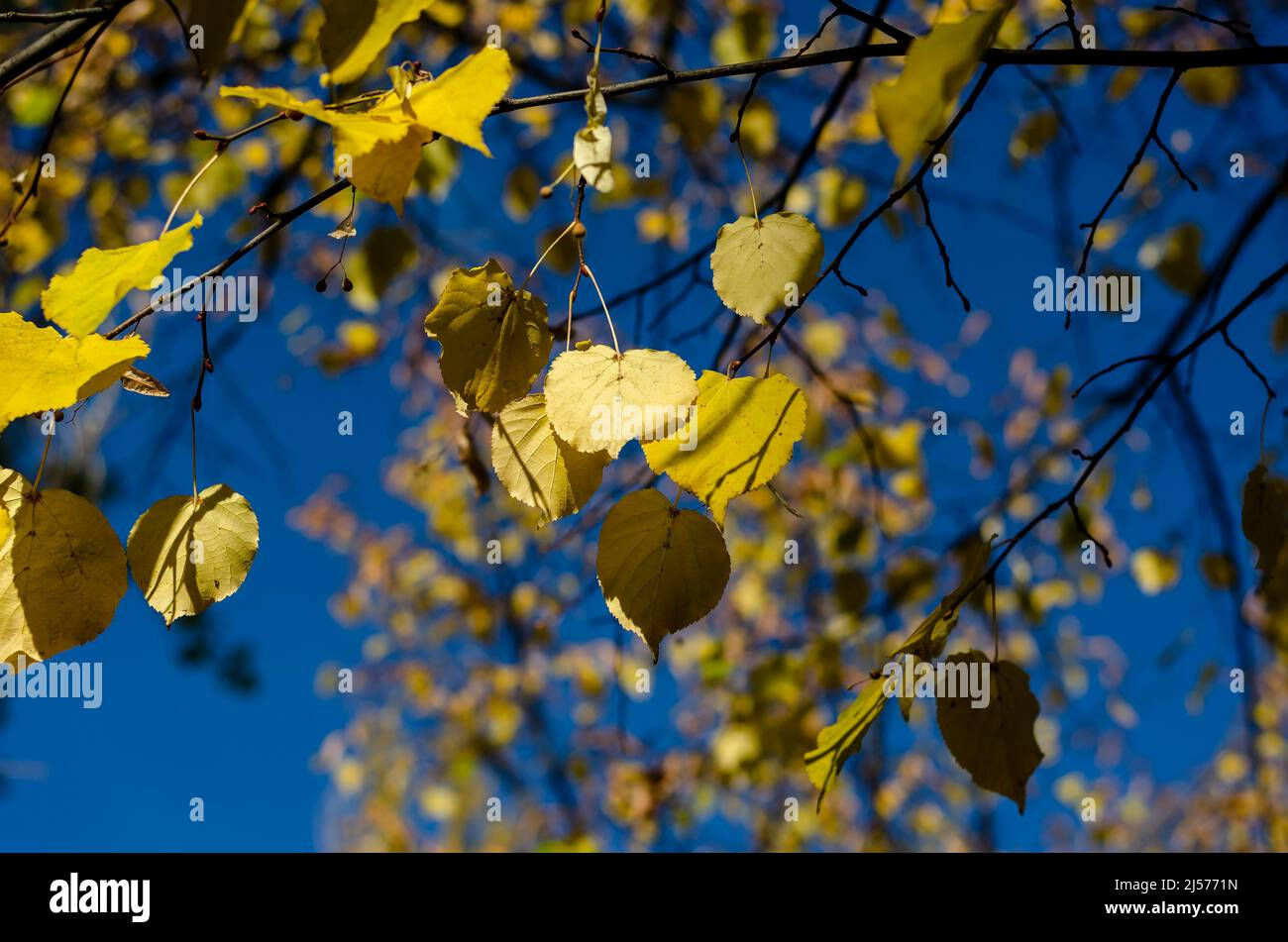 Wallpaper #1mjGGZMBSpphPi3-6hiW184 The Yellow Leaves of the Birch Tree Against the Blue Sky Thin Branches