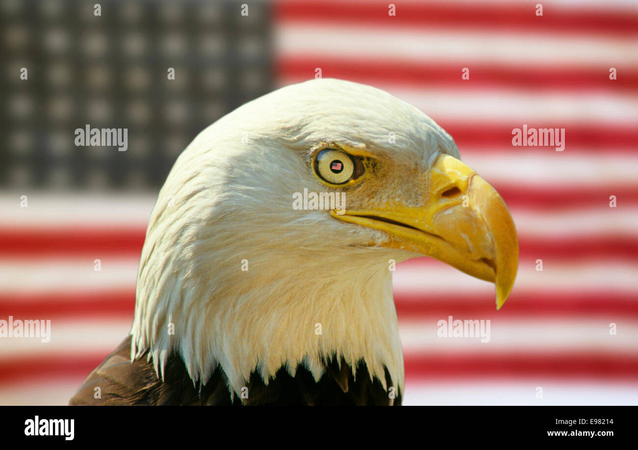 Wallpaper #6ef95 11209 Gier Eagle Images Stock Photos Vectors Shutterstock