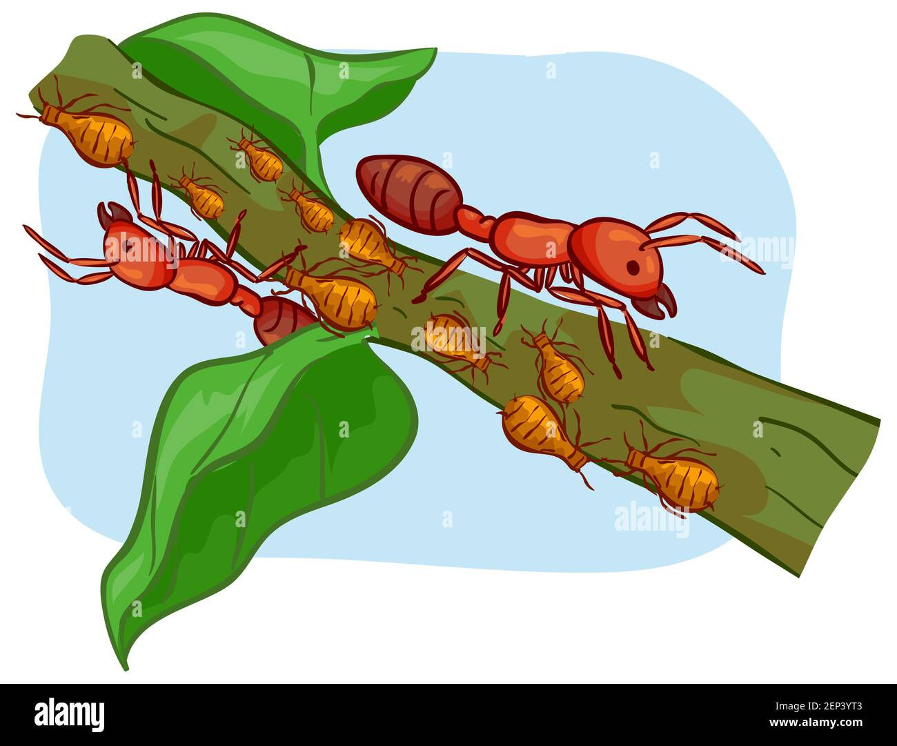 Wallpaper #9mdFCpMBSpphPi3-NNO0129 Illustration of Ants and Aphids Crawling on a Branch Symbiotic