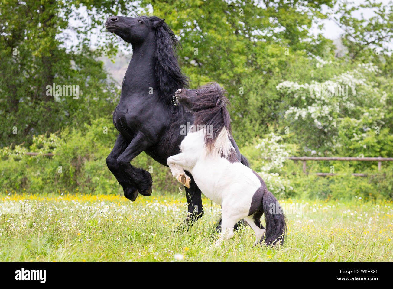Wallpaper #-2cU-ZIBSpphPi3-KovY133 Piebald Horse Black Hi Res Stock Photography and Images Alamy