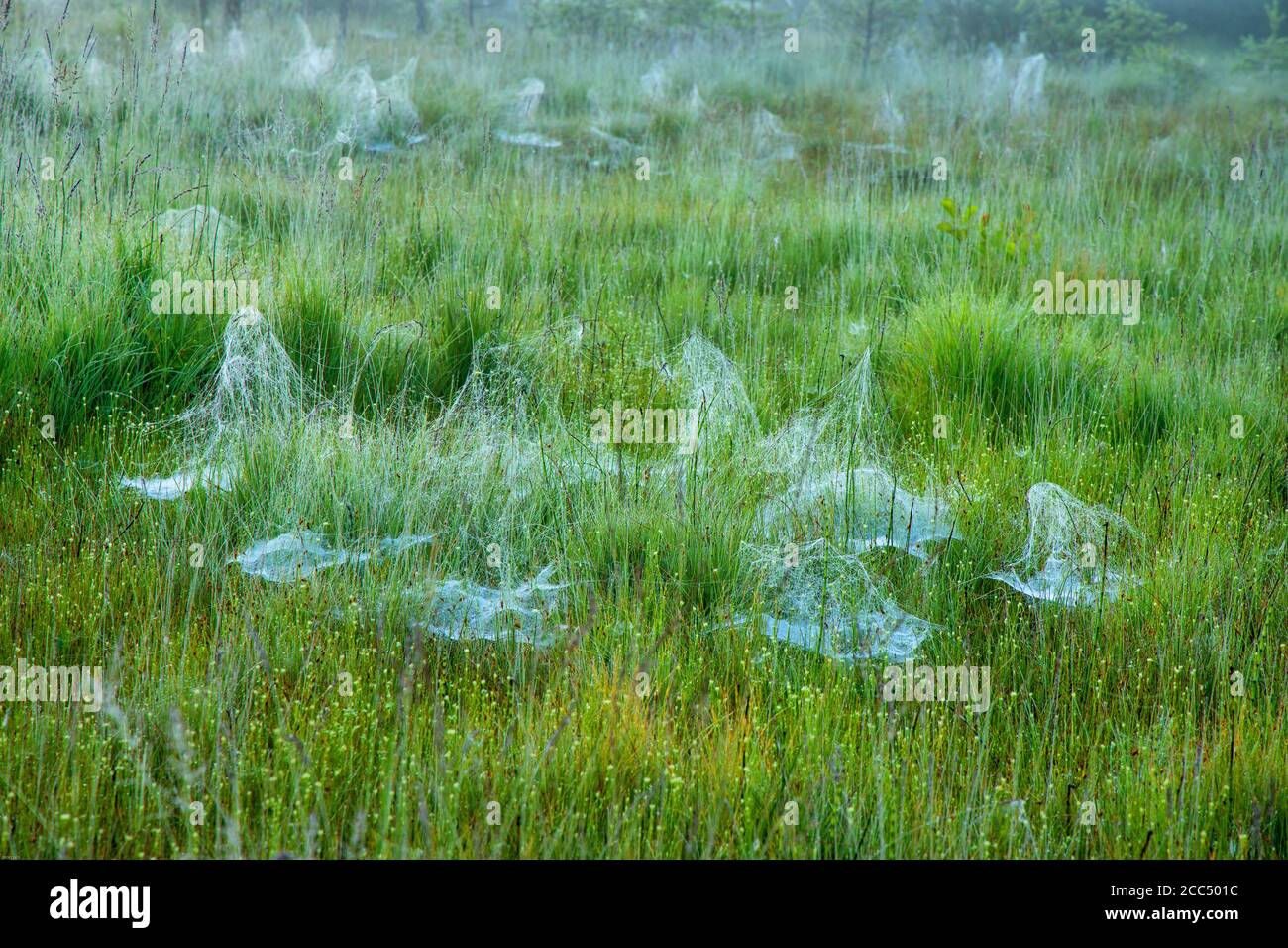 Wallpaper #yP_JaJMB3lSXT3zUg-SK202 Sheet Web Weavers Hi Res Stock Photography and Images Alamy