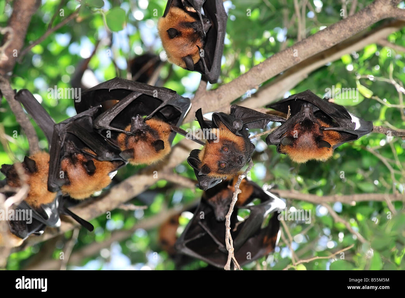 Wallpaper #2mdTDJMBSpphPi3-nt1P196 Group of Fruit Bats or Flying Foxes Hanging in the Trees Stock Photo
