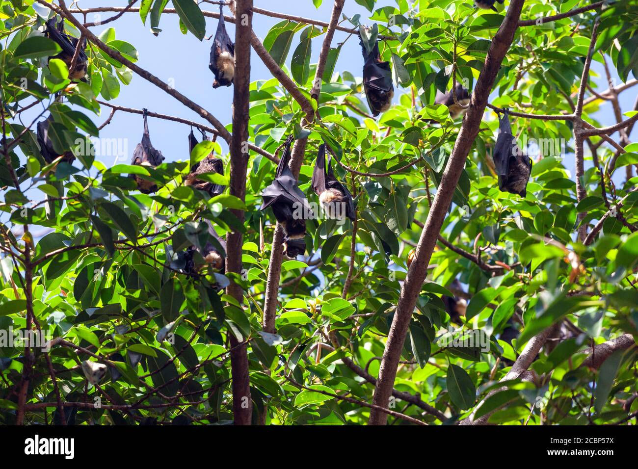 Wallpaper #2mdTDJMBSpphPi3-nt1P279 Fruitbat Hi Res Stock Photography and Images Alamy