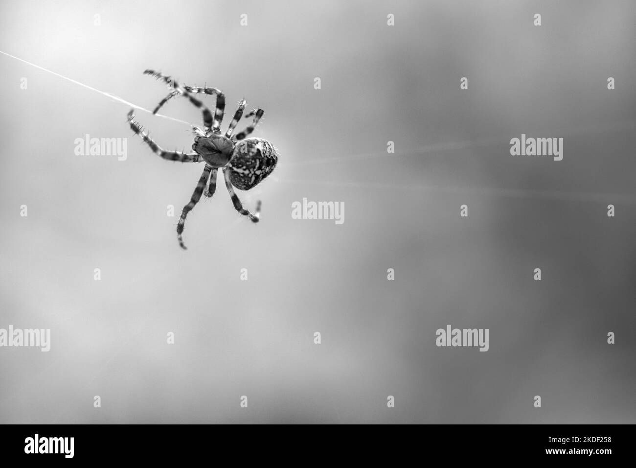 Wallpaper #HGcYCpMBSpphPi3-btPW37 Cross Spider Shot in Black and White Crawling on a Spider Thread