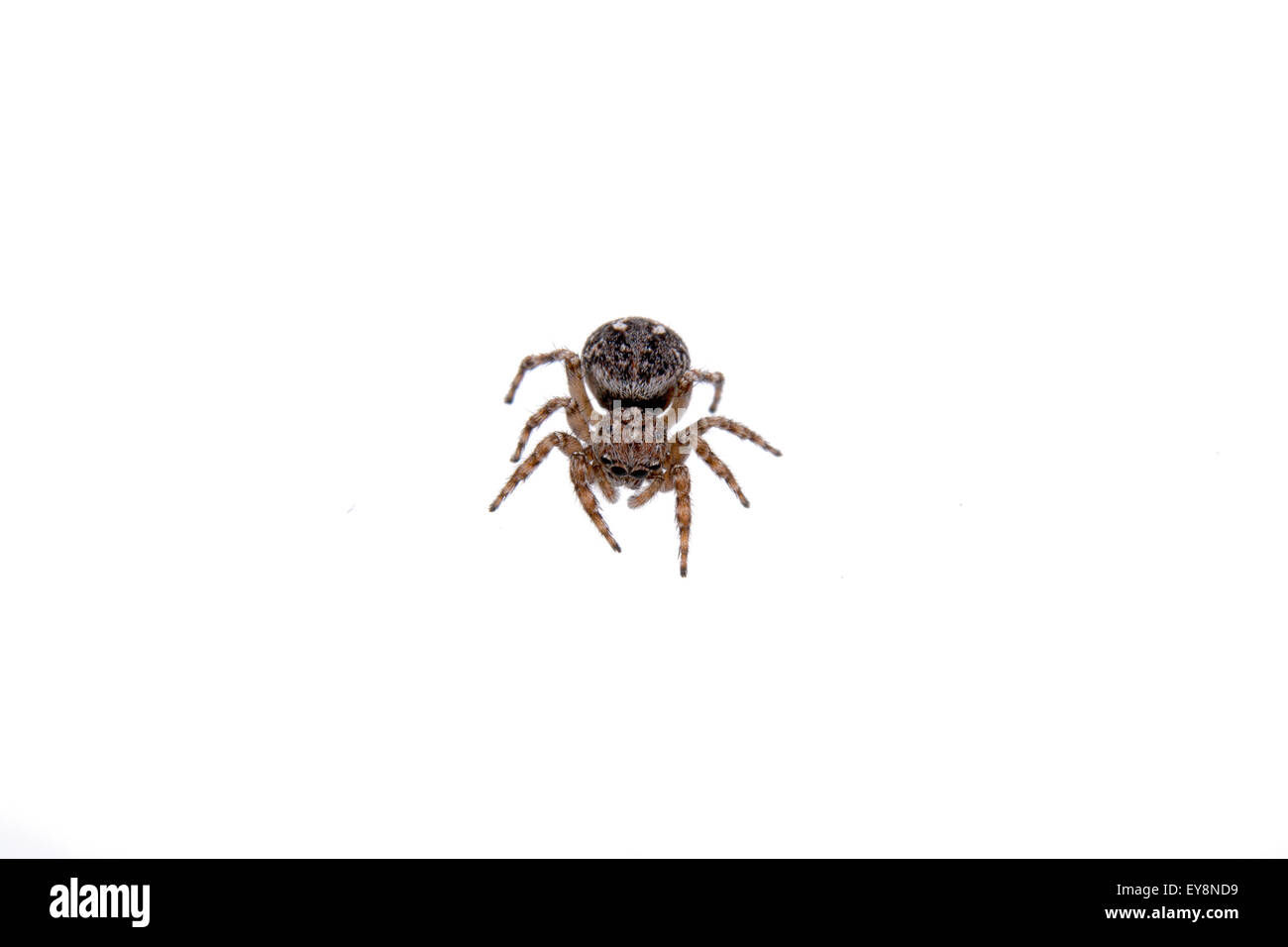 Wallpaper #46455 Brown Spider Cartoon Isolated Illustration Stock Vector Image Art Alamy