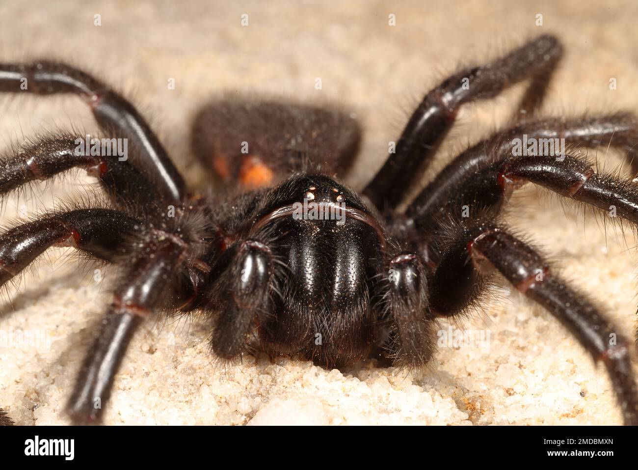 Wallpaper #82dGAZMBSpphPi3-KqlJ123 Sydney Funnel Spider Hi Res Stock Photography and Images Alamy