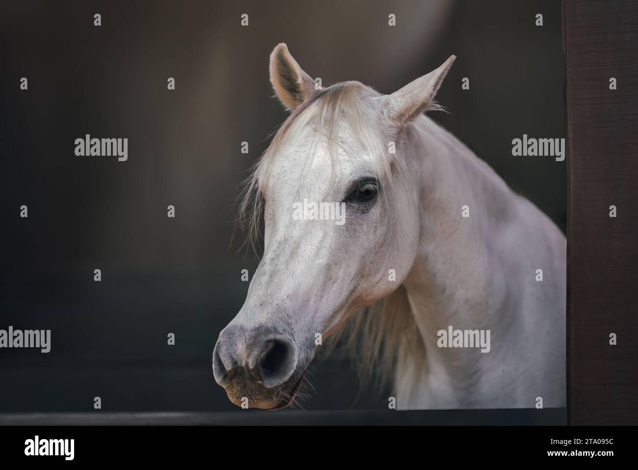Wallpaper #8h2ULJMBlOZrFDOkIMqE127 Beautiful White Horse Head Equus Ferus Caballus Stock Photo Alamy