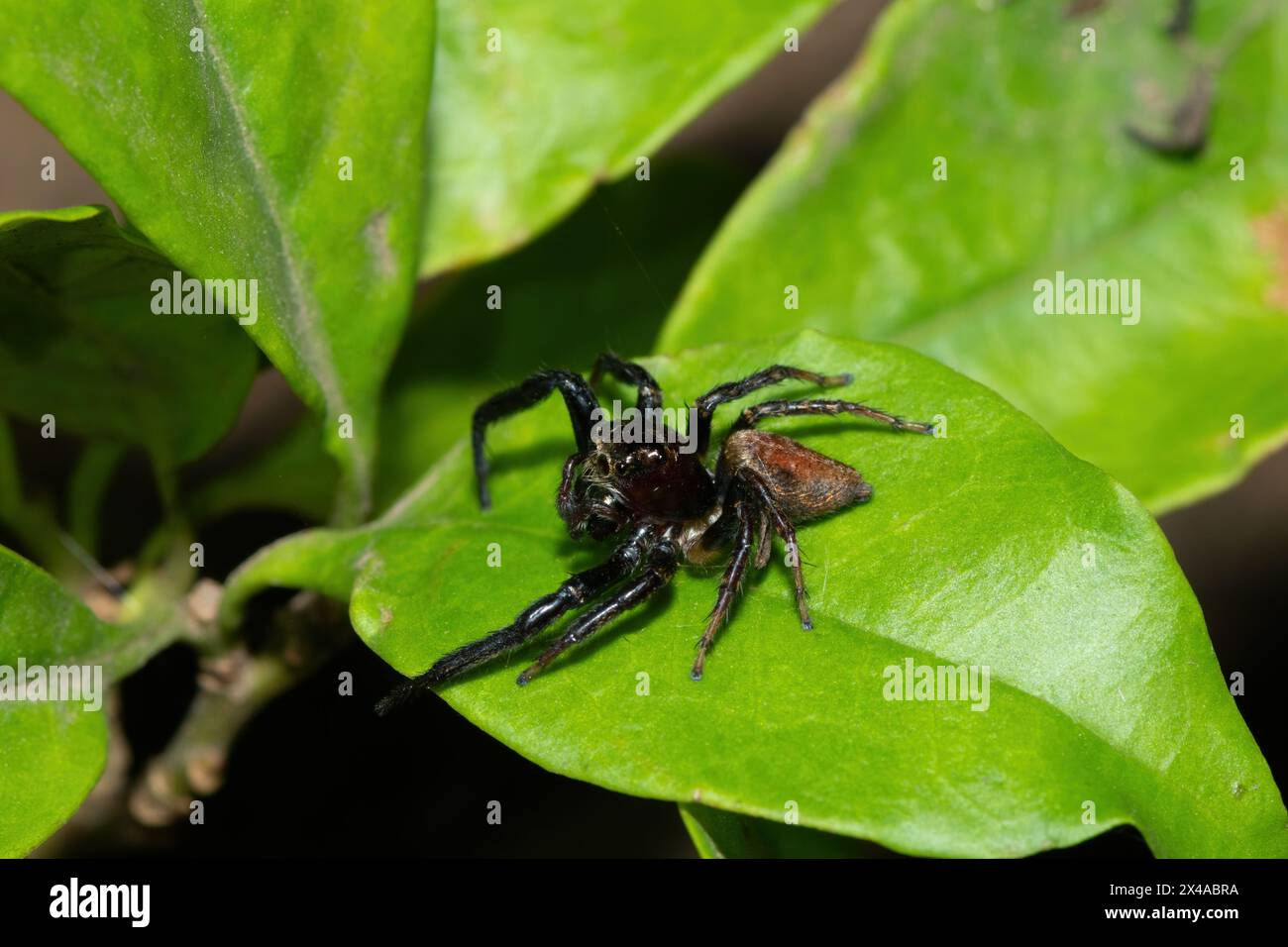 Wallpaper #wWeM-5IBSpphPi3-WJSY11 Close Up of a Cute African Jumping Spider Thyenula Sp Foraging During