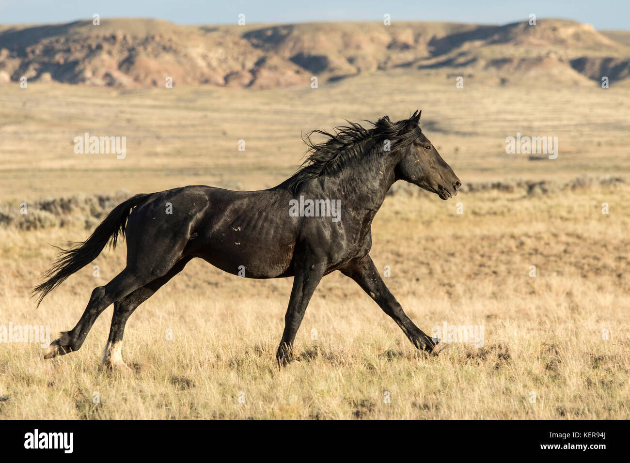 Wallpaper #IkWpjo4B7YBJg1BV953b25 Mustang Horse Running Stock Photos Mustang Horse Running Stock Images