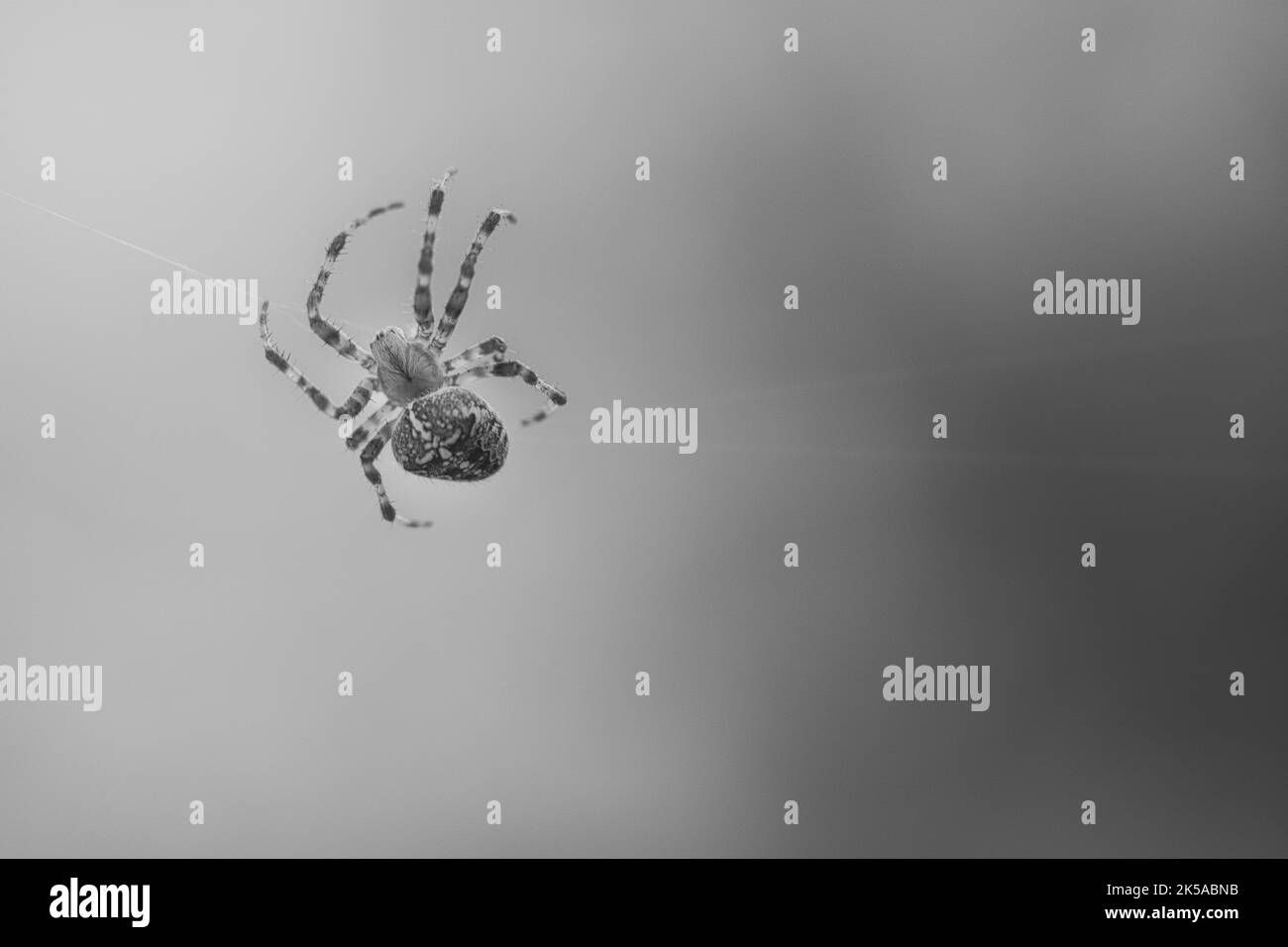 Wallpaper #HGcYCpMBSpphPi3-btPW51 Cross Spider Shot in Black and White Crawling on a Spider Thread