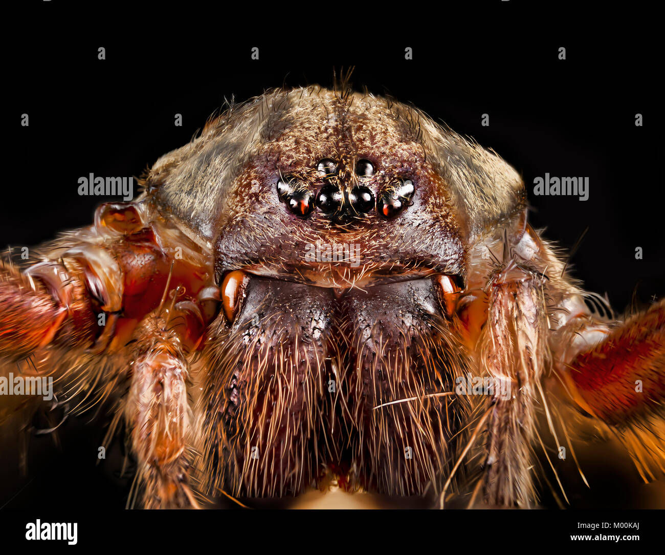Wallpaper #E1Zdd5cBsd6xcFiEX9pZ162 Scariest Looking Spiders