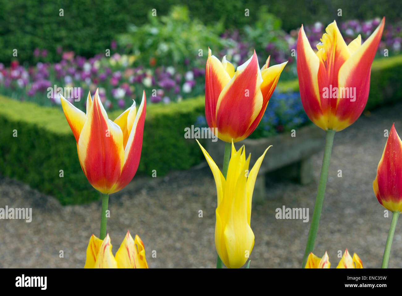 Wallpaper #0f480 Tulips Golden Varietie Stock Image Image of Grass 19338473