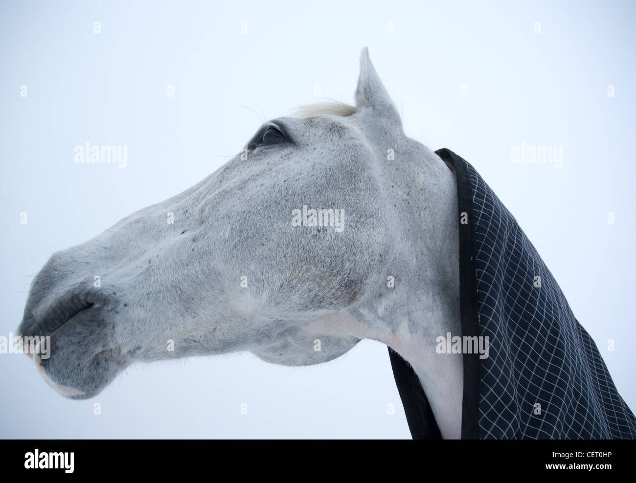 Wallpaper #ovBcgJcBi4JM6agGYCEx35 Grey Horse Head Hi Res Stock Photography and Images Alamy