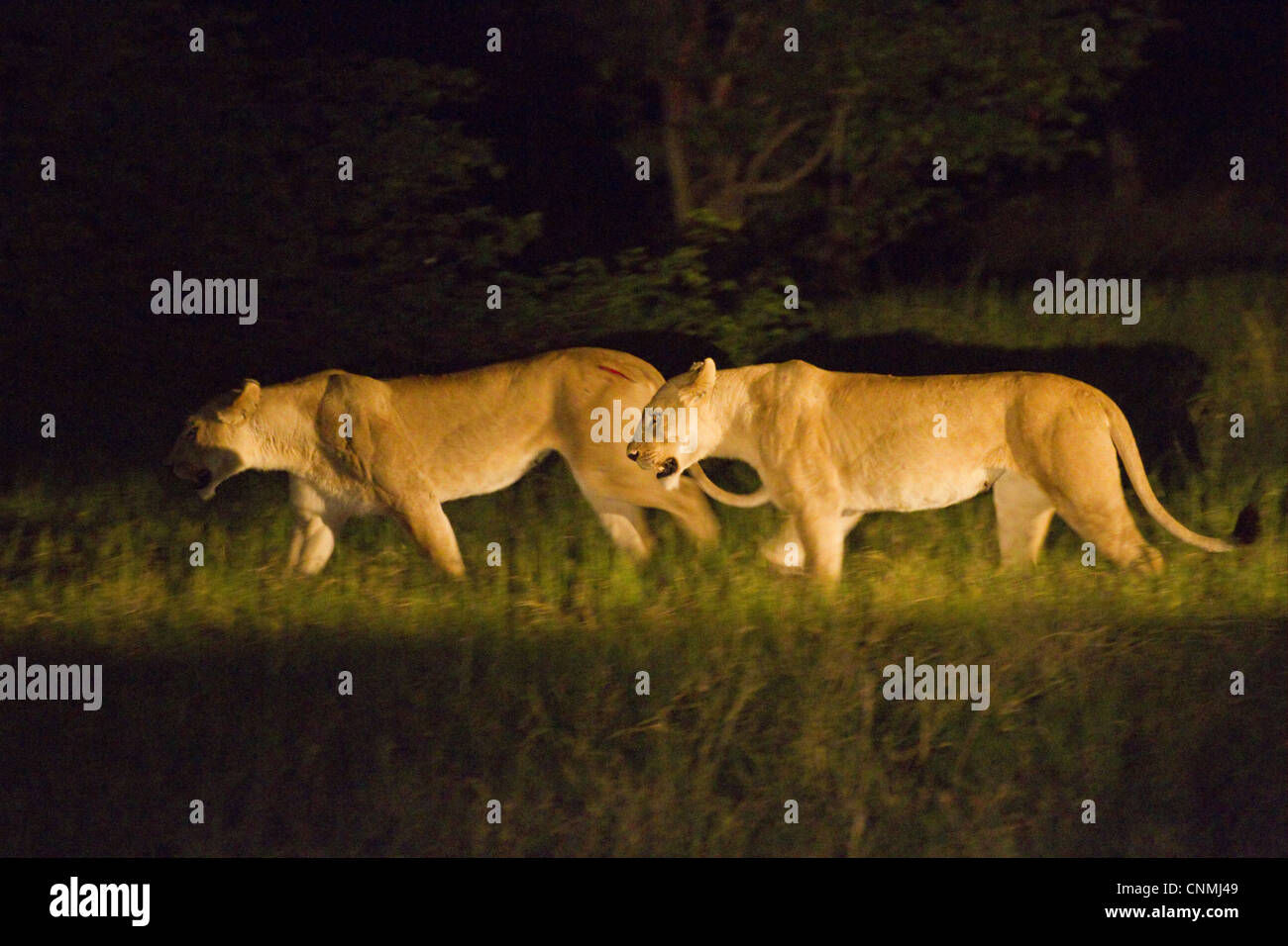 Wallpaper #354B4 Male Lion Hunting at Night 1 Andrew Yeoman Flickr