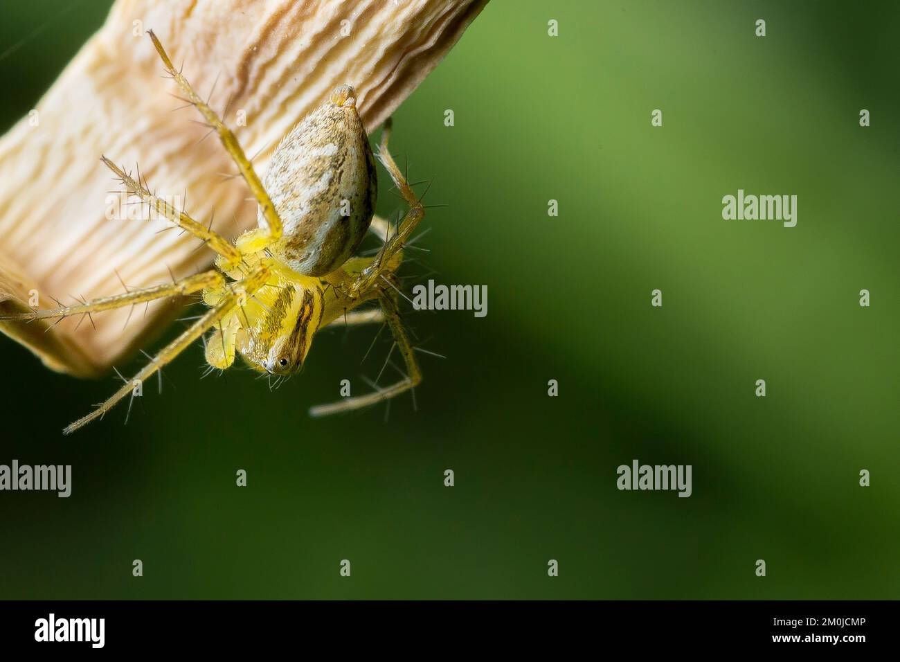 Wallpaper #9mdFCpMBSpphPi3-NNO094 Tiny Cute Green Spider Crawling on Leaves Stock Photo Alamy