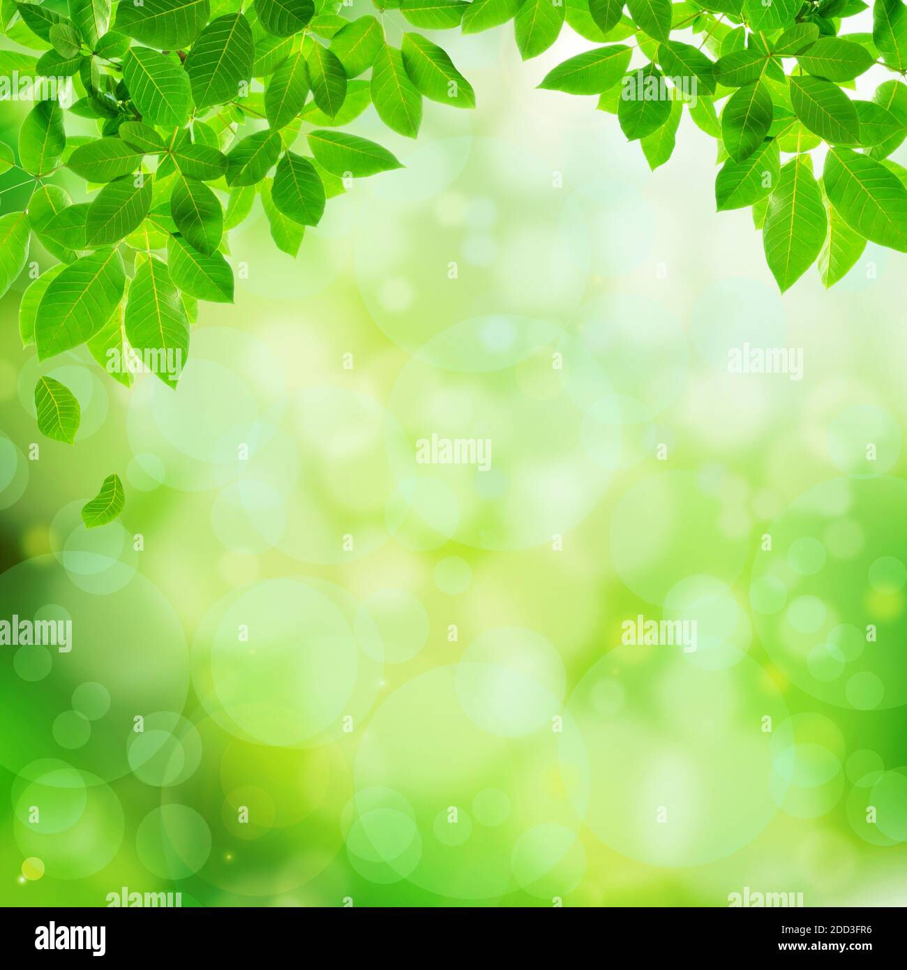 Wallpaper #am19apcBycdYOYFTxHE6176 Mau Thiet Ke an Tuong Cho 1001 Background Green Border Design Voi Vien