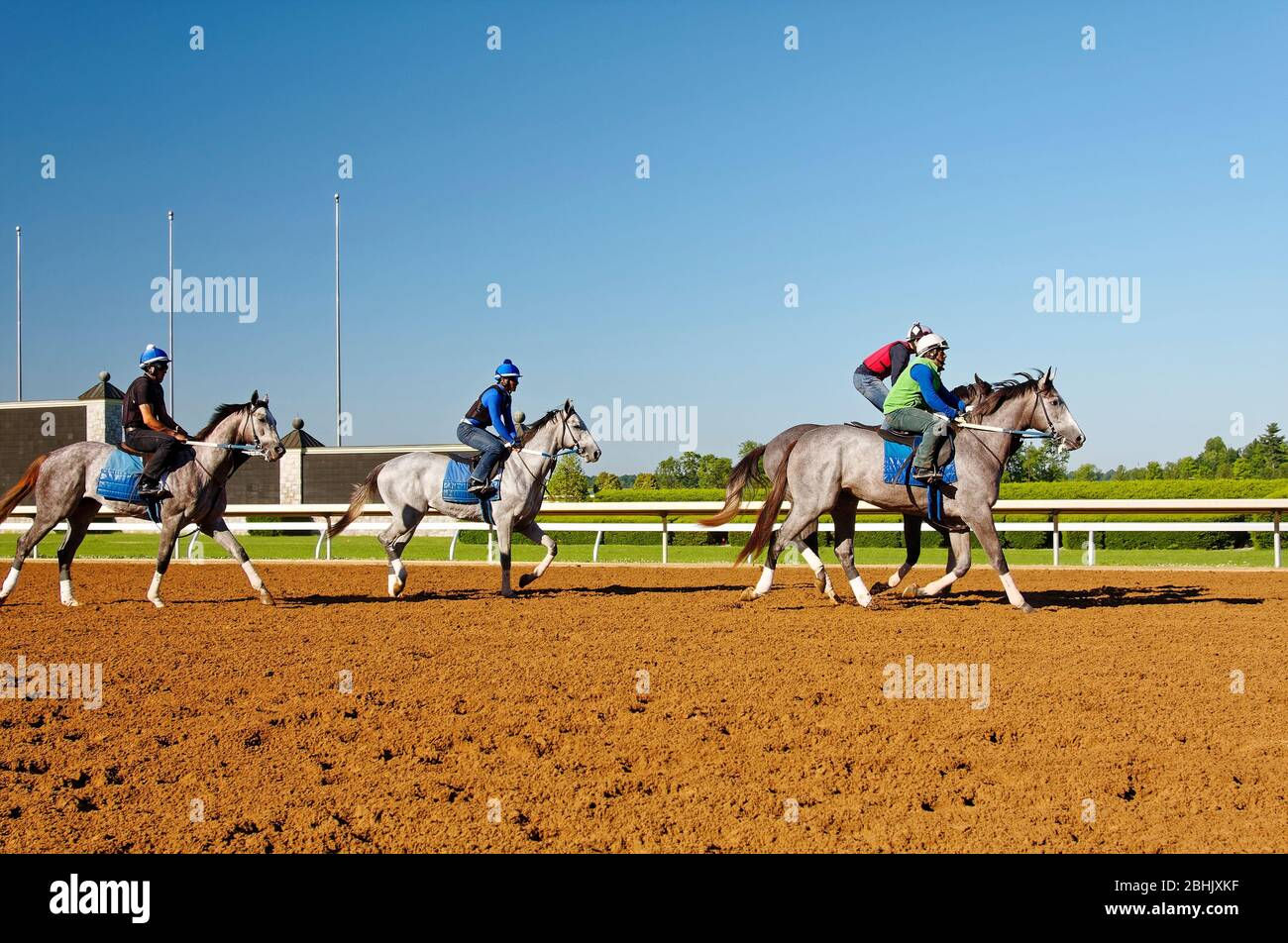 Wallpaper #ovBcgJcBi4JM6agGYCEx183 Grey Horses Hi Res Stock Photography and Images Alamy
