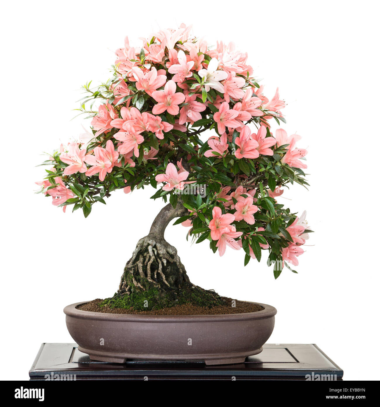 Wallpaper #d8e0c Satsuki Azalea Bonsai Trees Buy Online Greenwood Bonsai Studio