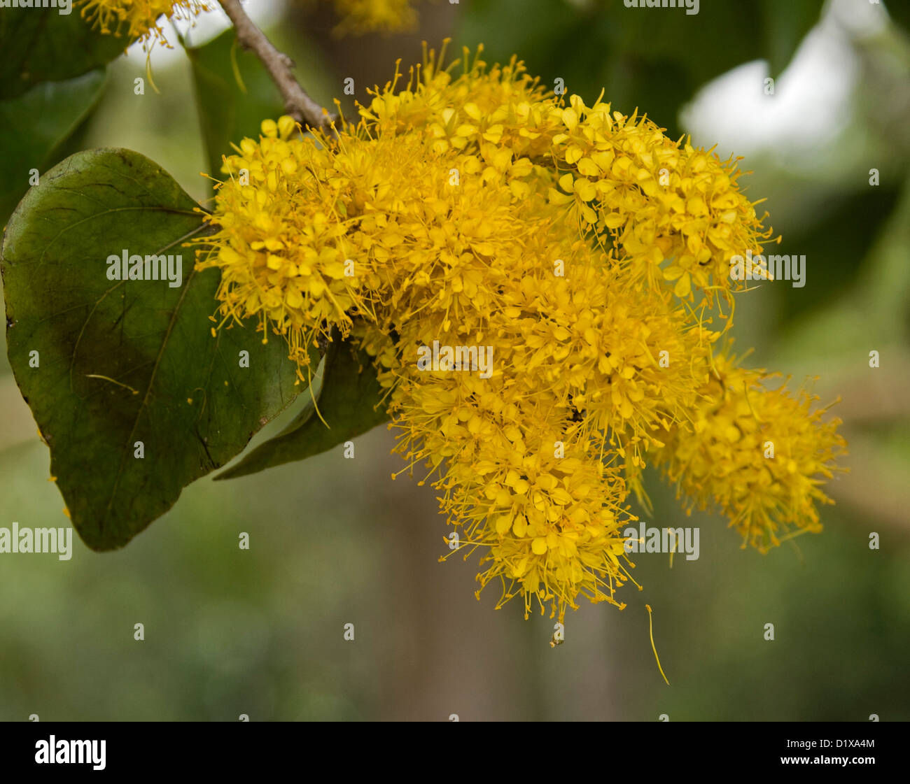 Wallpaper #Tmd395IBSpphPi3-tobx543 Barklya Hi Res Stock Photography and Images Alamy