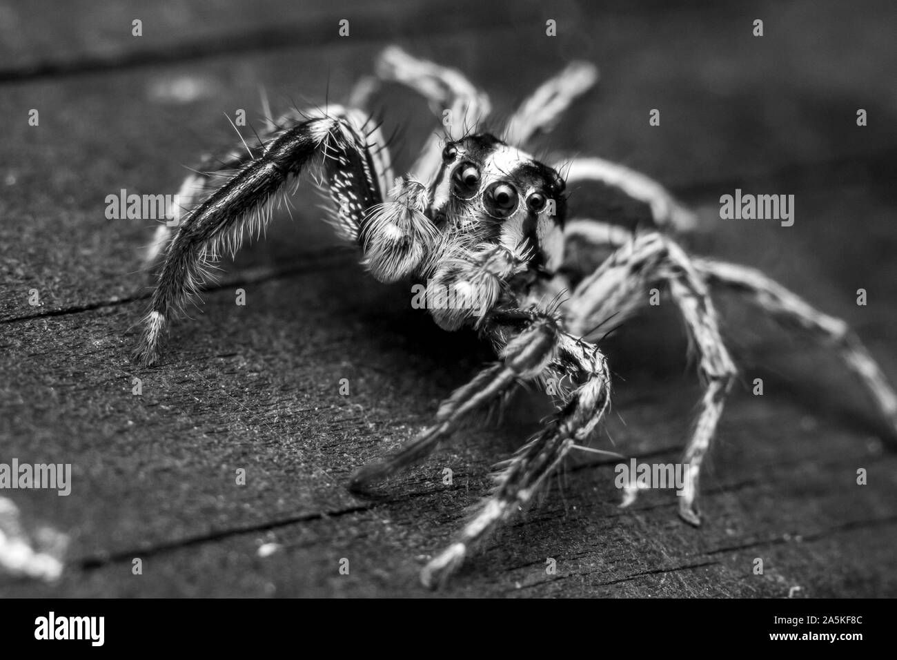 Wallpaper #e2dv9JIBSpphPi3-JXru244 Macro Photo of a Jumping Spider Photo Taken in a Nature Reserve in