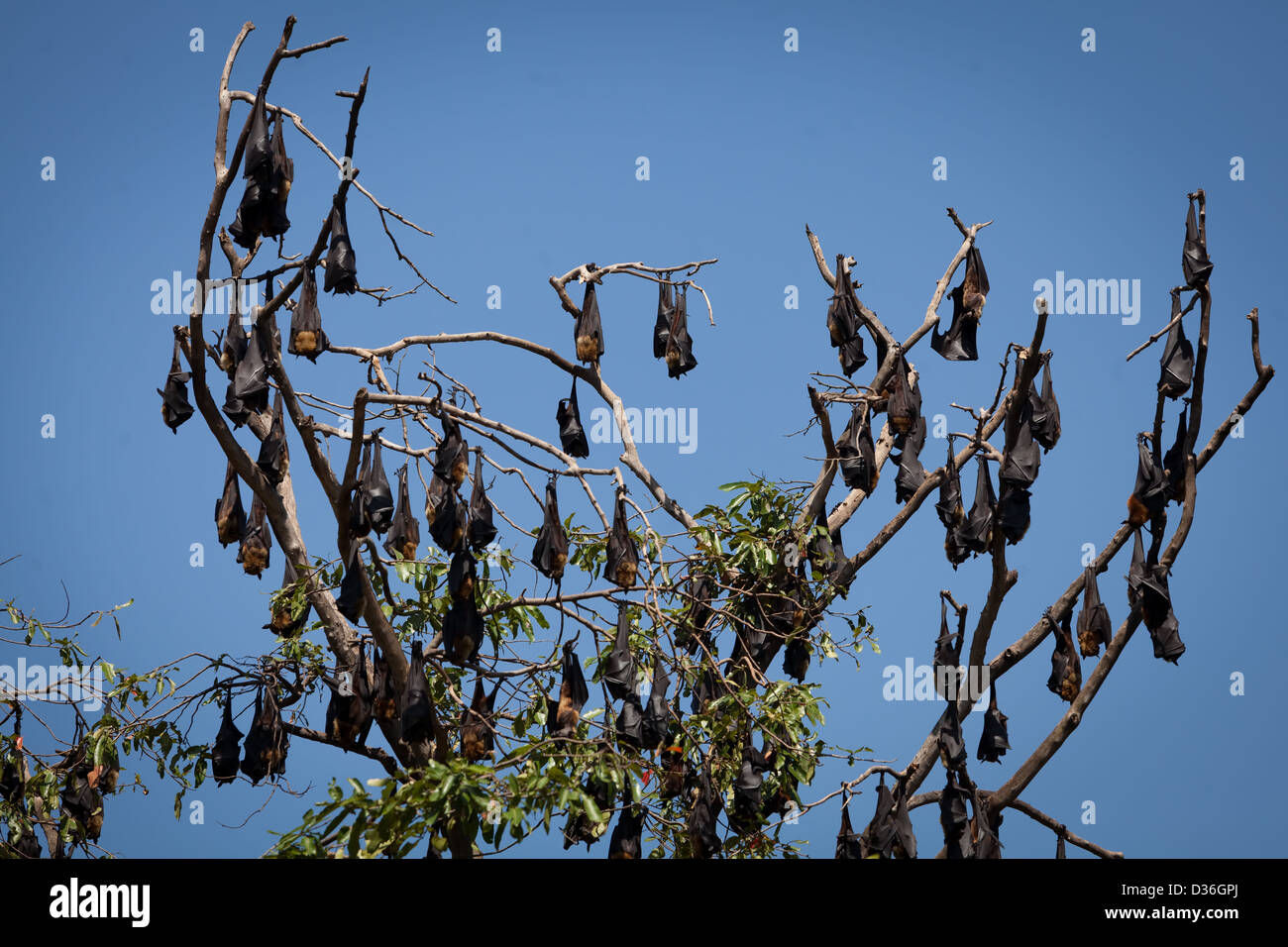 Wallpaper #2mdTDJMBSpphPi3-nt1P137 Flying Fox Hanging from Tree Hi Res Stock Photography and Images Alamy