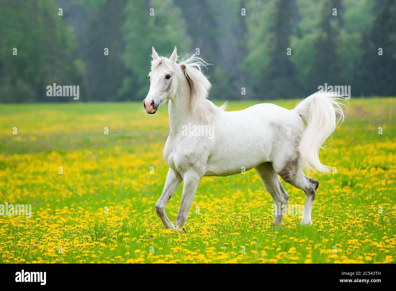 Wallpaper #8h2ULJMBlOZrFDOkIMqE83 Beautiful White Arab Horse in the Field of Dandelions White Horse