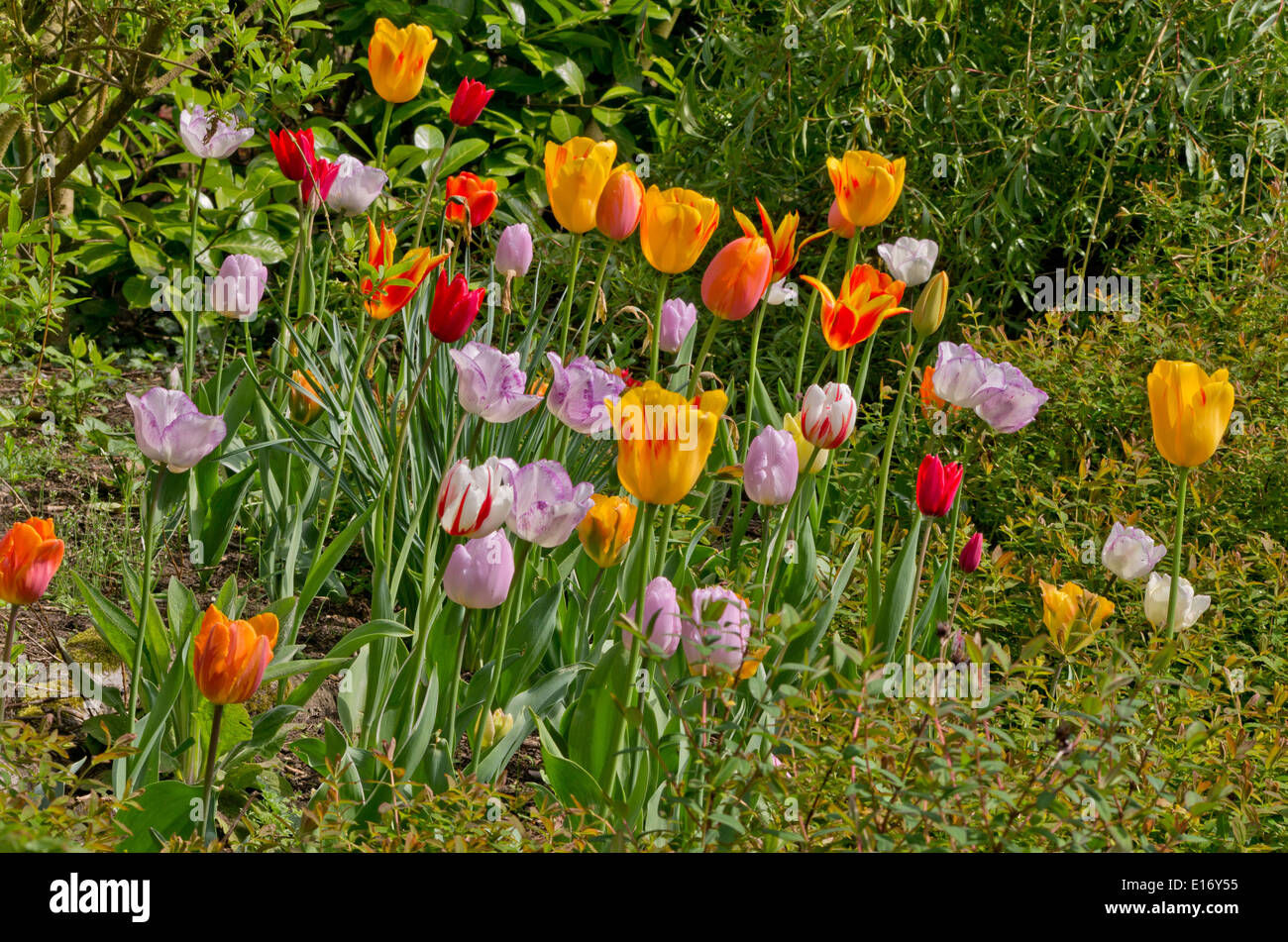 Wallpaper #0f480 Tulips Golden Varietie Stock Image Image of Grass 19338473