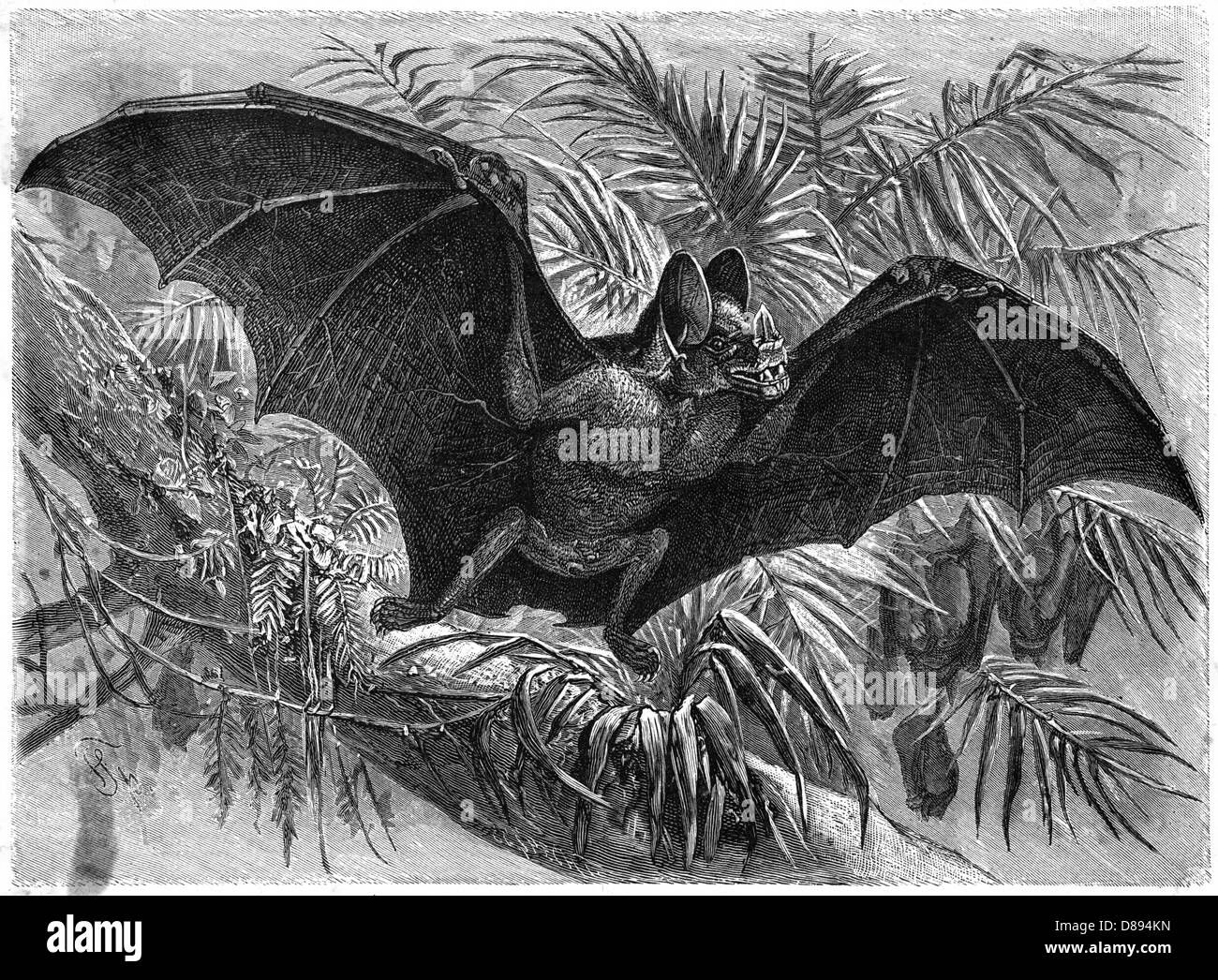 Wallpaper #r3KDMpMBX2lk1u3ogFrF225 Vampire Bat 3 Stock Photo Alamy