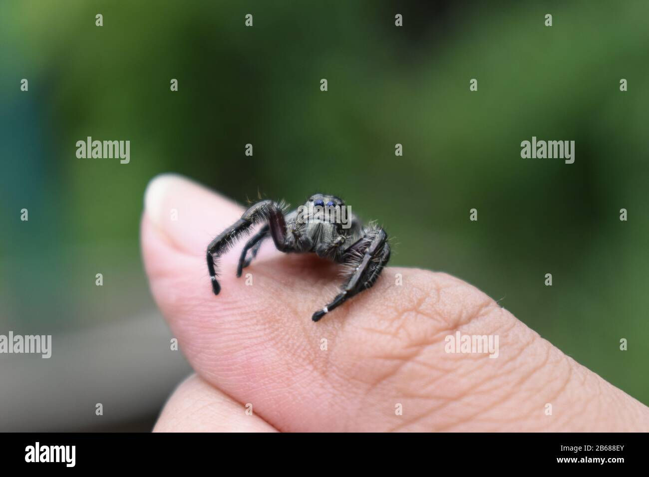 Wallpaper #e2dv9JIBSpphPi3-JXru165 A Jumping Spider Crawl on Thumb Surakarta Indonesia Stock Photo Alamy