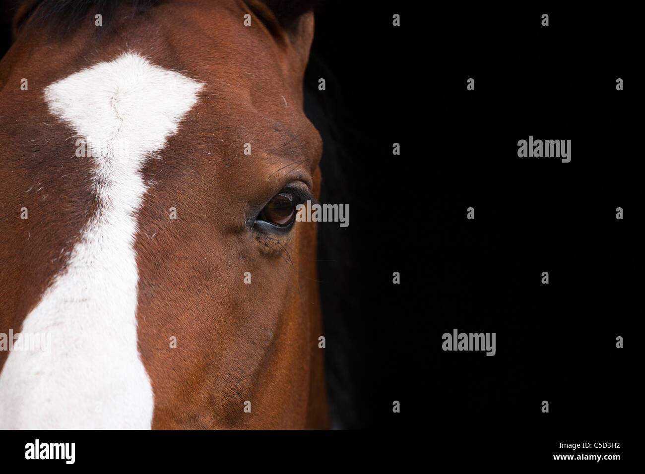 Wallpaper #bWfaEpMBSpphPi3-4_0h290 White Horse Black Background High Resolution Stock Photography and