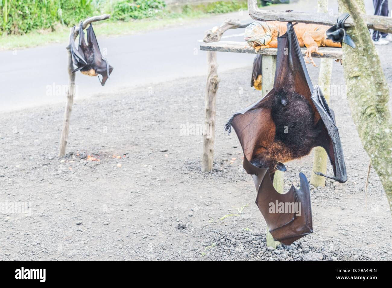 Wallpaper #2mdTDJMBSpphPi3-nt1P34 Bat Hanging from the Tree Branch Indonesia Bat Also Known as Great
